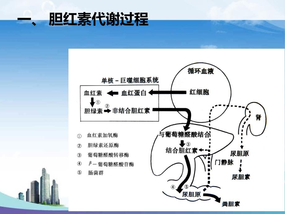 新生儿黄疸课件_4_第3页