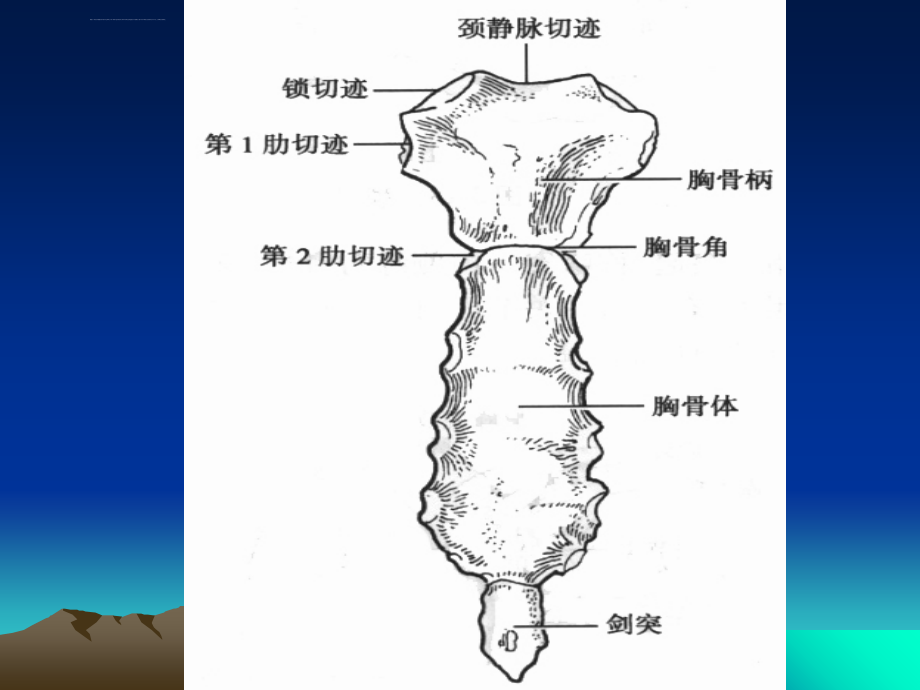 胸部检查课件_第4页