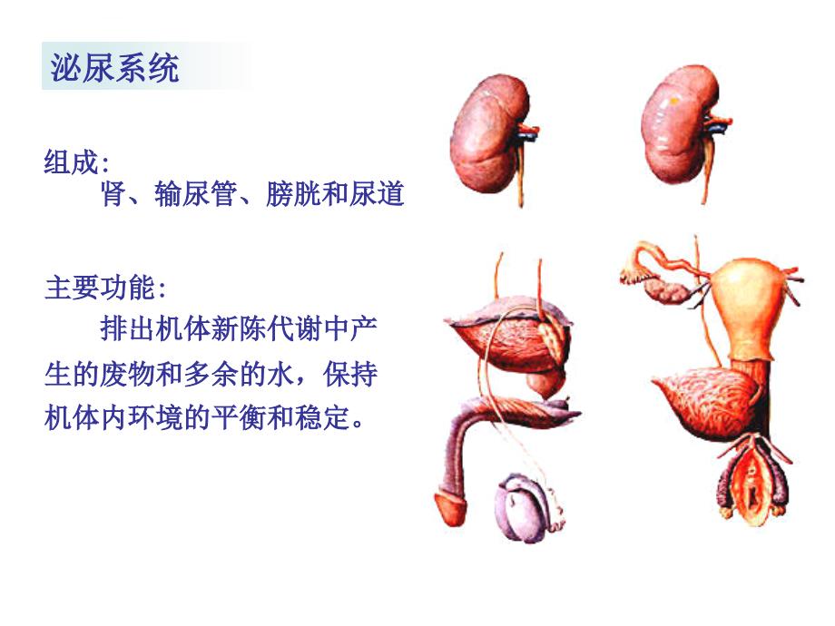 人体科学概论泌尿系统课件_第2页