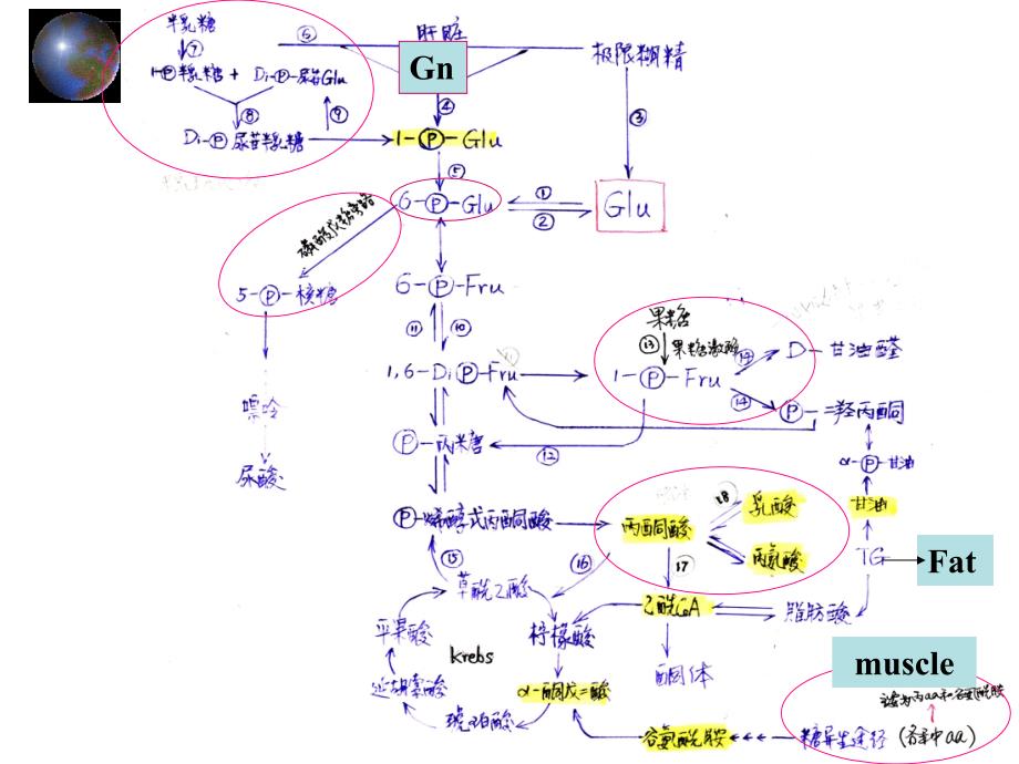 糖尿病酮症酸中毒的治疗课件_第2页