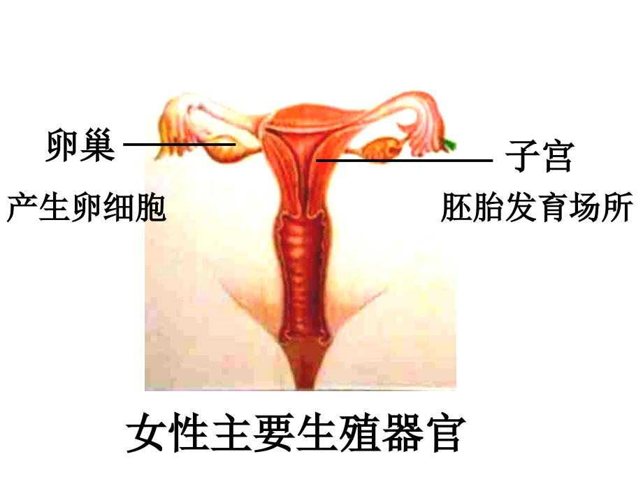 医学课件人的繁殖_第4页