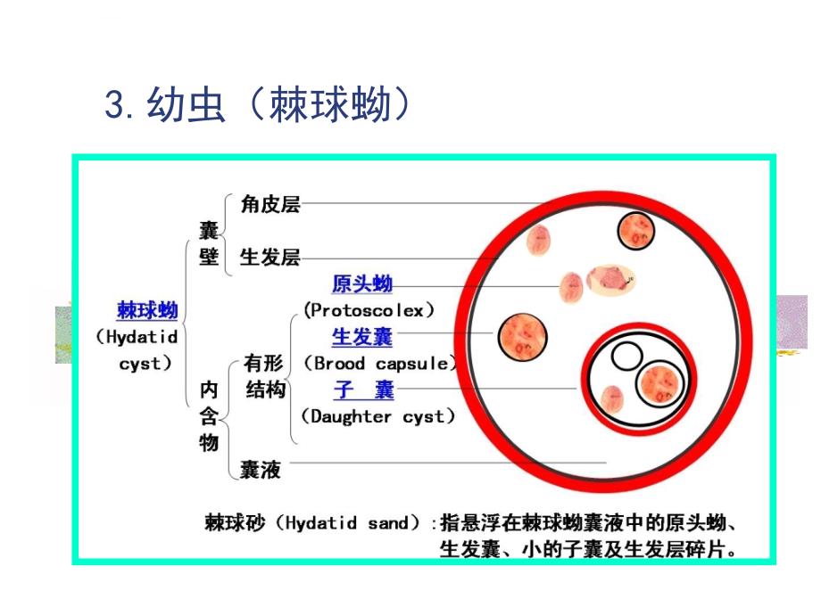 细粒棘球绦虫课件_第4页