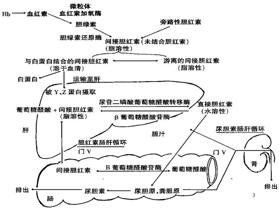 新生儿黄疸及寒冷损伤征课件_第3页