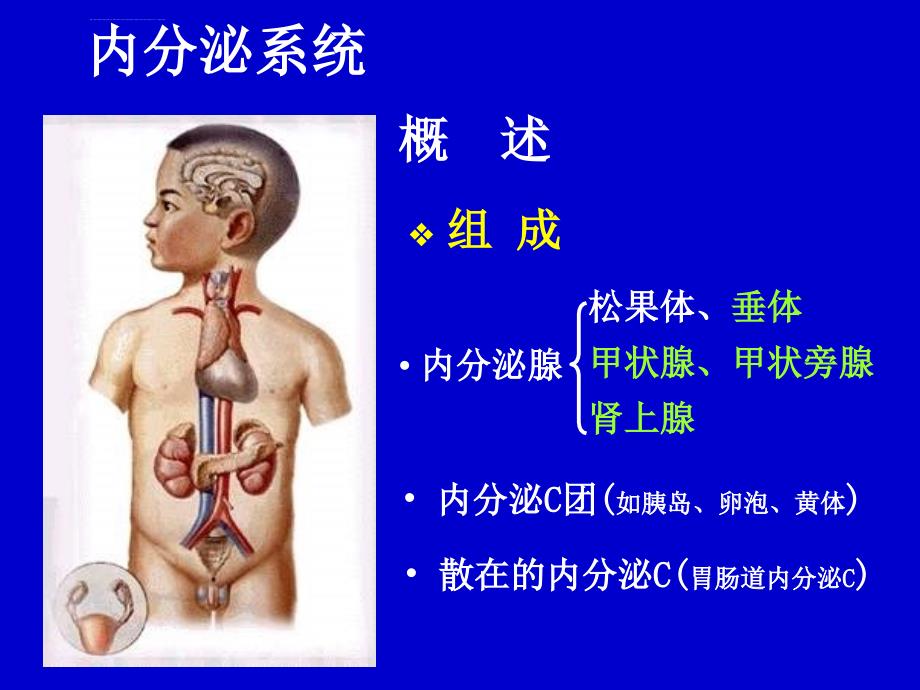 内分泌系统课件_1_第2页