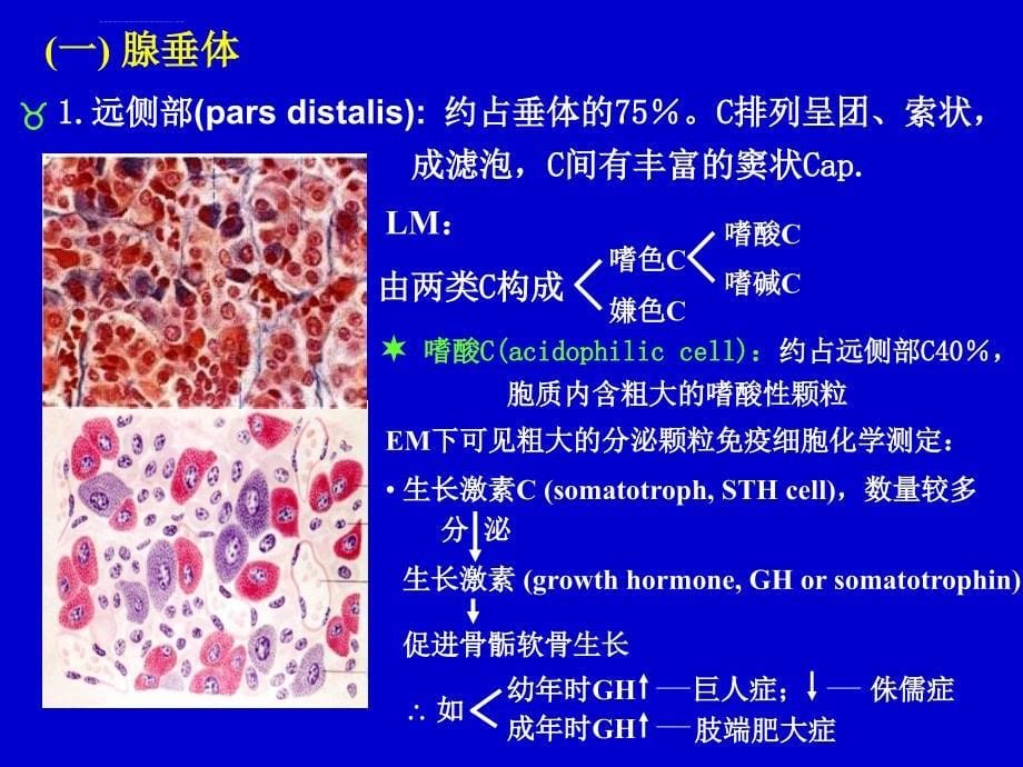 内分泌系统课件_1_第5页