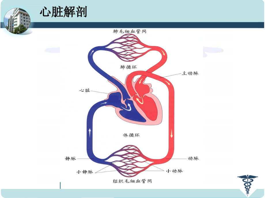 先天性心脏病的外科治疗课件_第3页