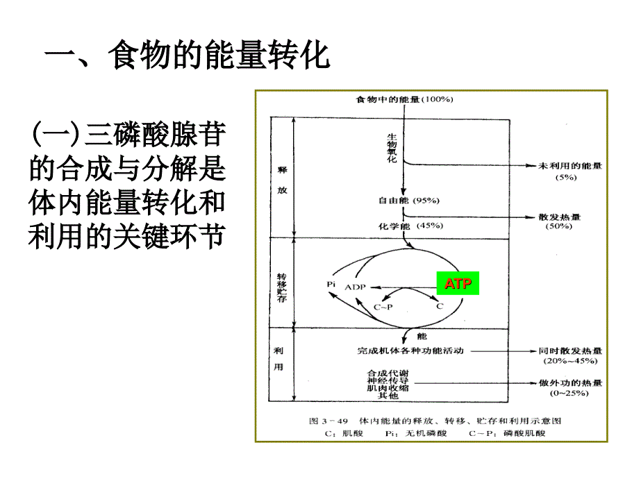 医学课件能量代谢与体温_第3页