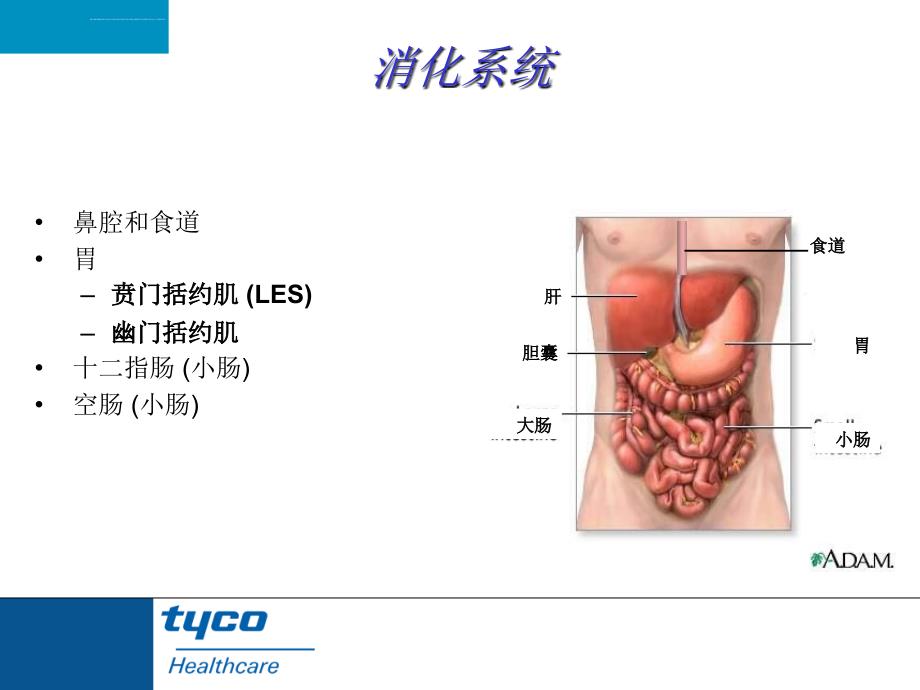 生理基础与营养基础_第2页