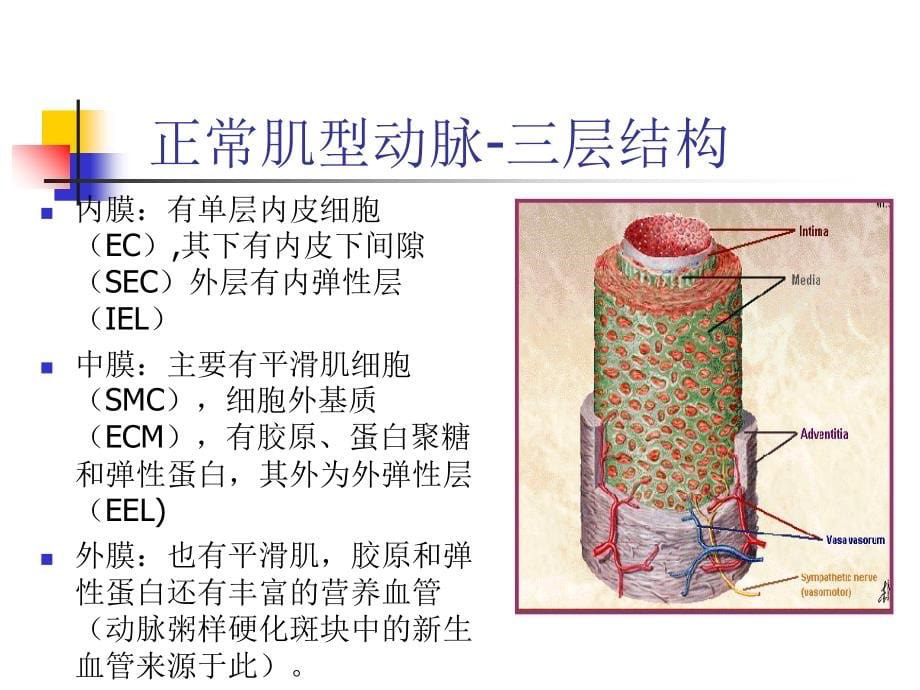 医学课件动脉粥样硬化和冠状动脉粥样硬化性心脏病_第5页