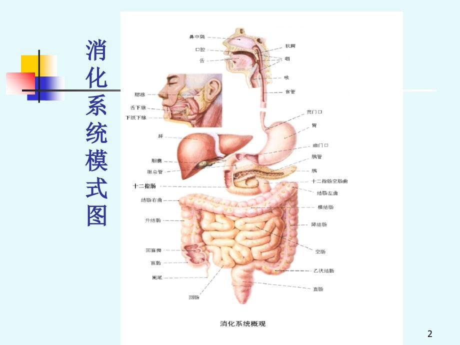 消化系统digestivesystem课件_第2页