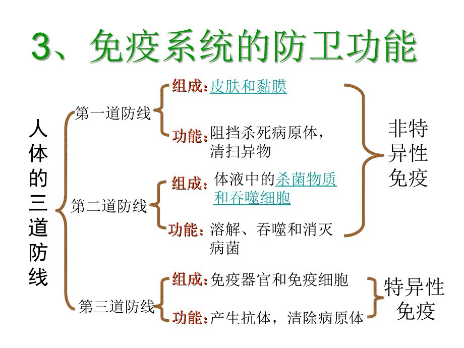 免疫调节课件_2_第4页