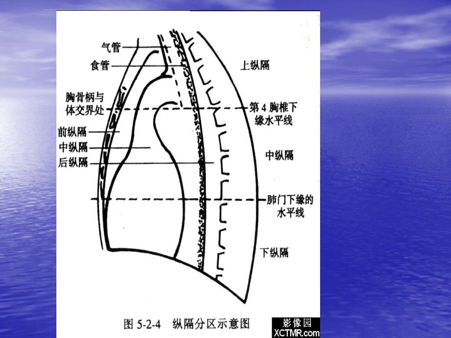 线解剖课件_第1页