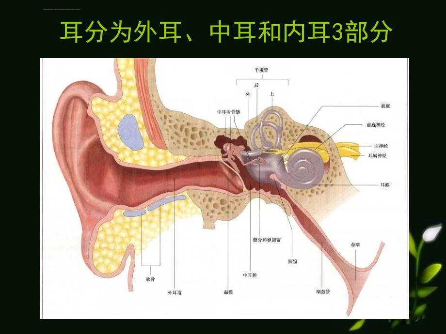 耳的应用解剖生理课件_第2页