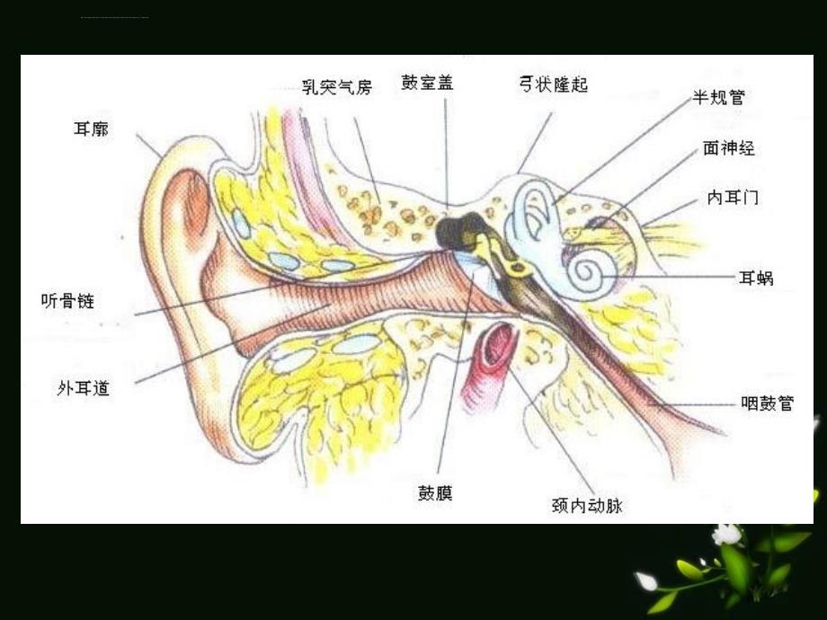 耳的应用解剖生理课件_第3页