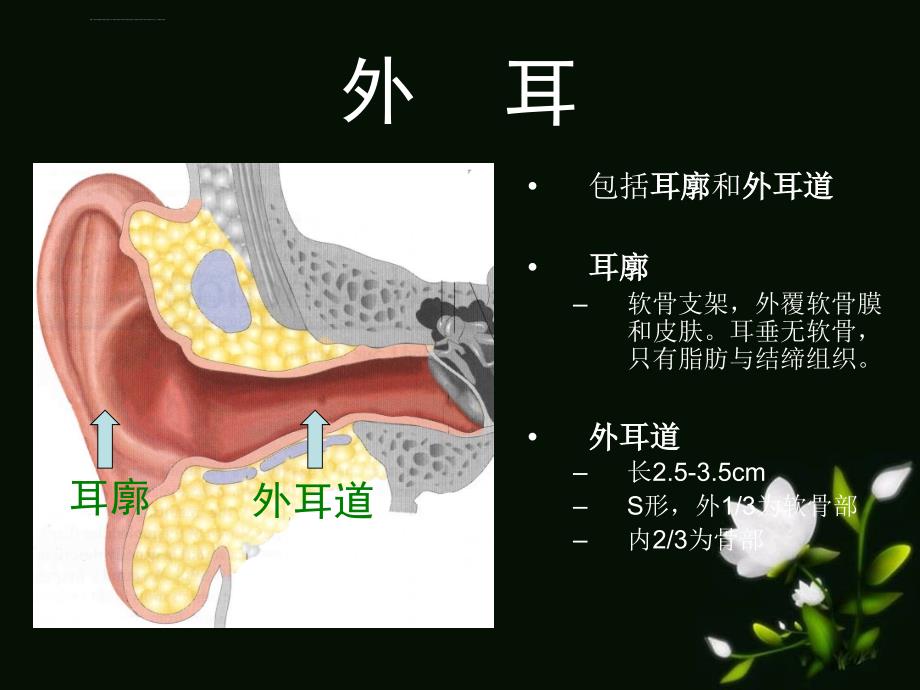 耳的应用解剖生理课件_第4页