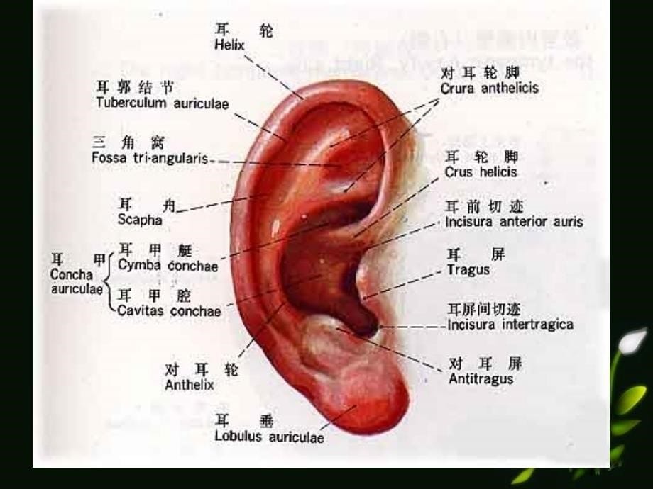 耳的应用解剖生理课件_第5页