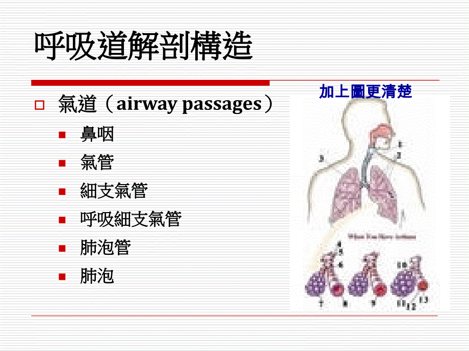 呼吸道解剖构造课件_第1页