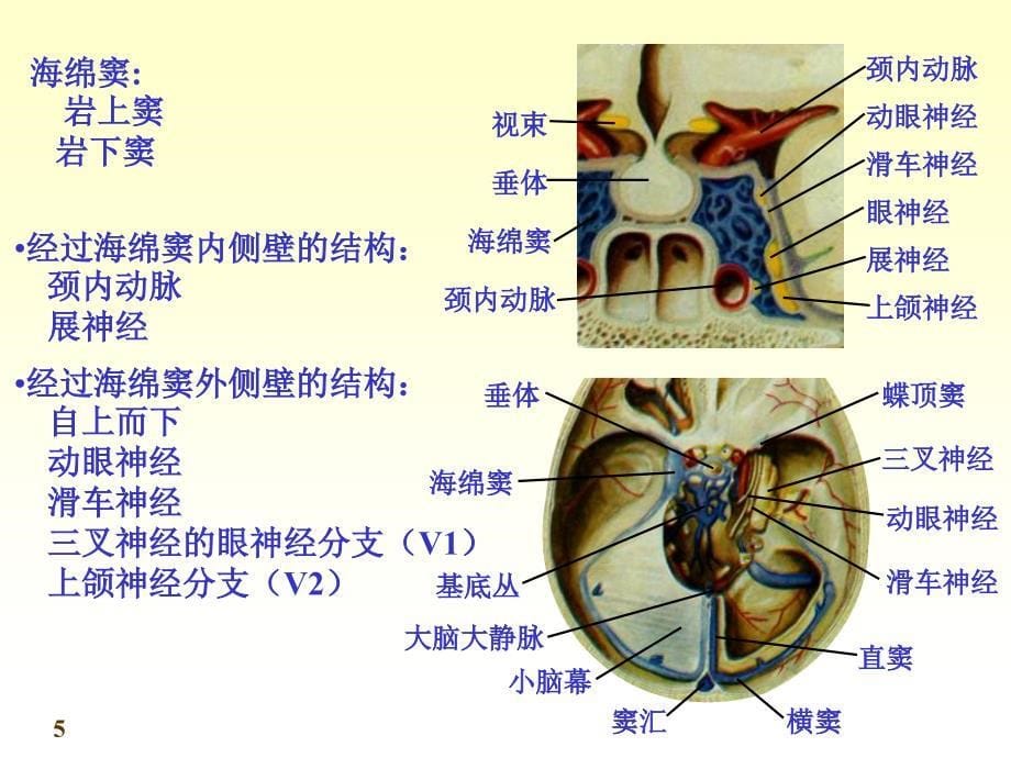 脑和脊髓的被膜血管及脑脊液循环课件_第5页
