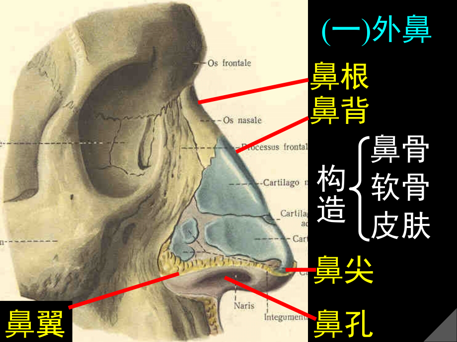 呼吸系统课件_1(2)_第4页