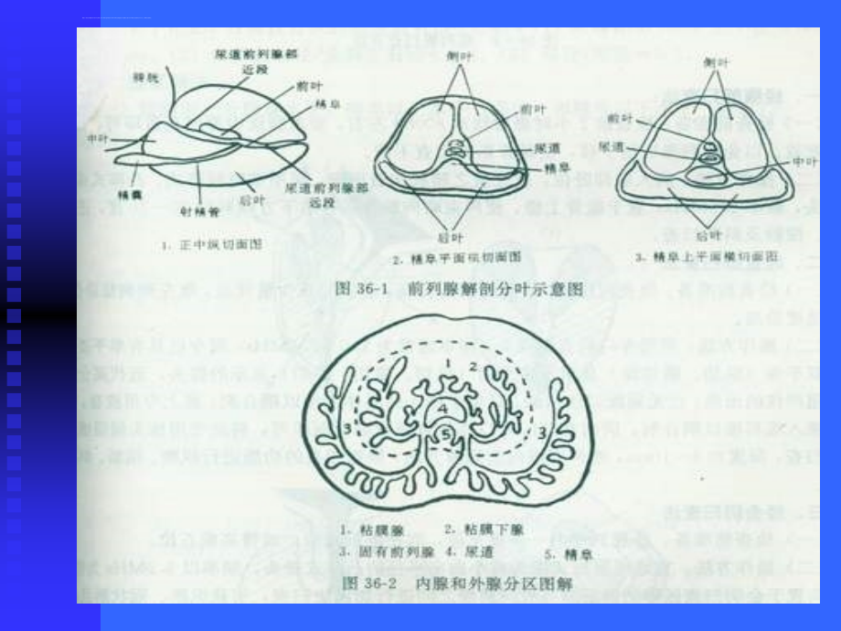 男性科超声诊断学（全版）课件_第4页