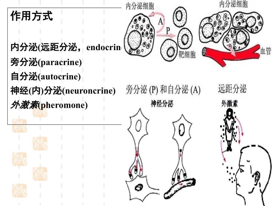 内分泌生理课件_第5页