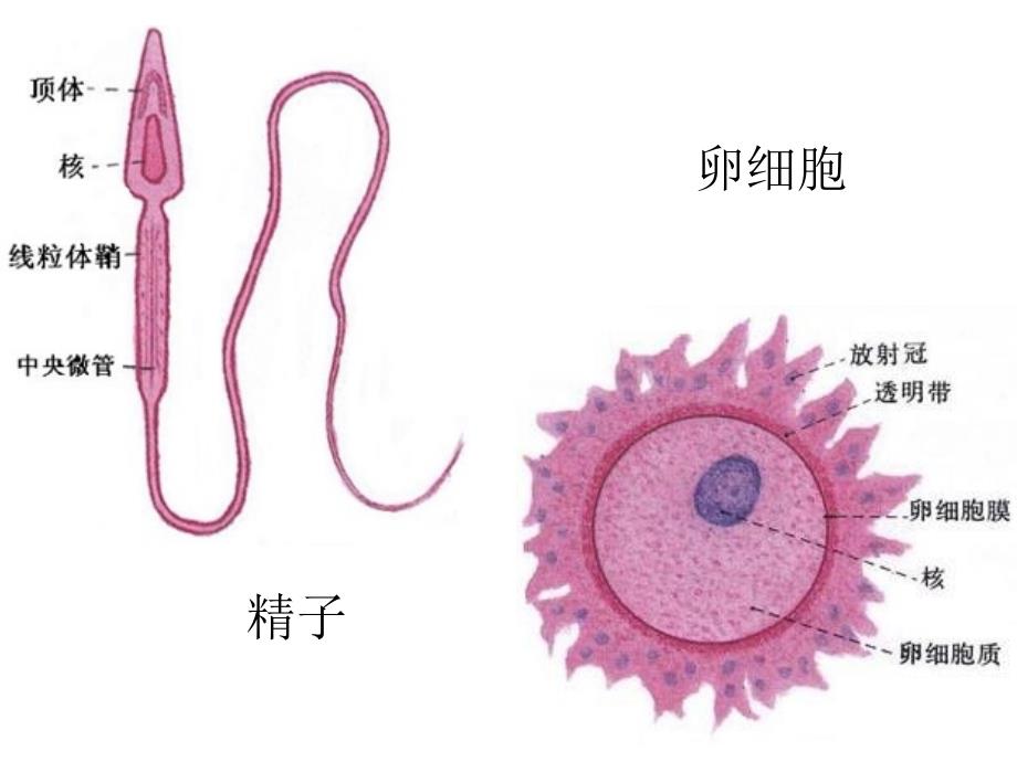 人的生殖课件_第4页