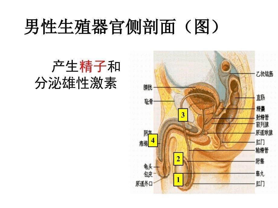 人的生殖课件_第5页