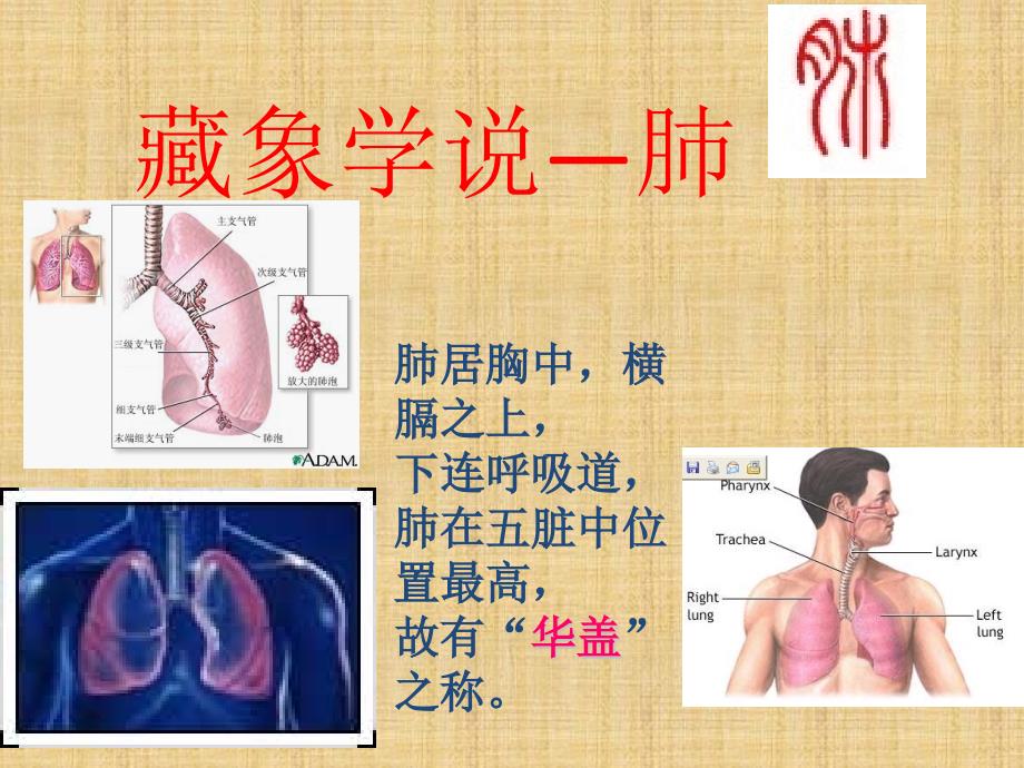 中医药学概论藏象学说肺与大肠课件_第1页