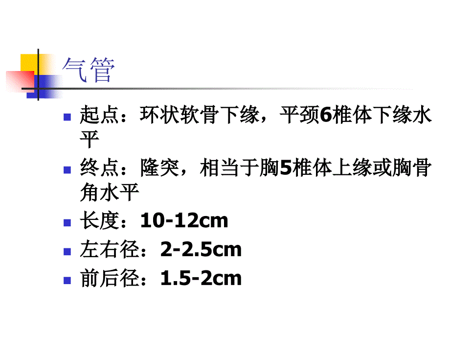 支气管及肺解剖课件_第2页