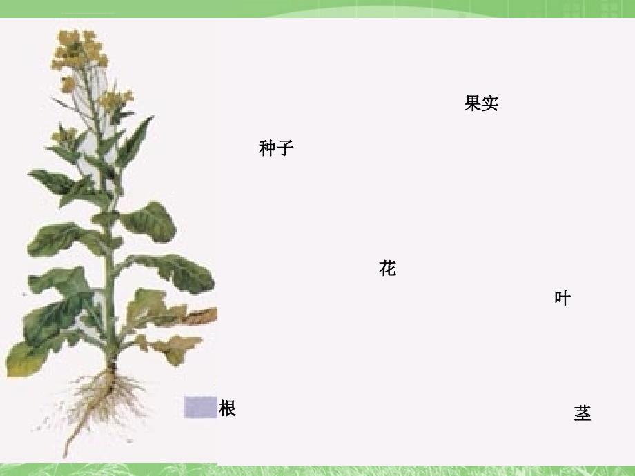 植物的生殖课件_第2页