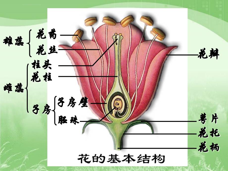 植物的生殖课件_第3页