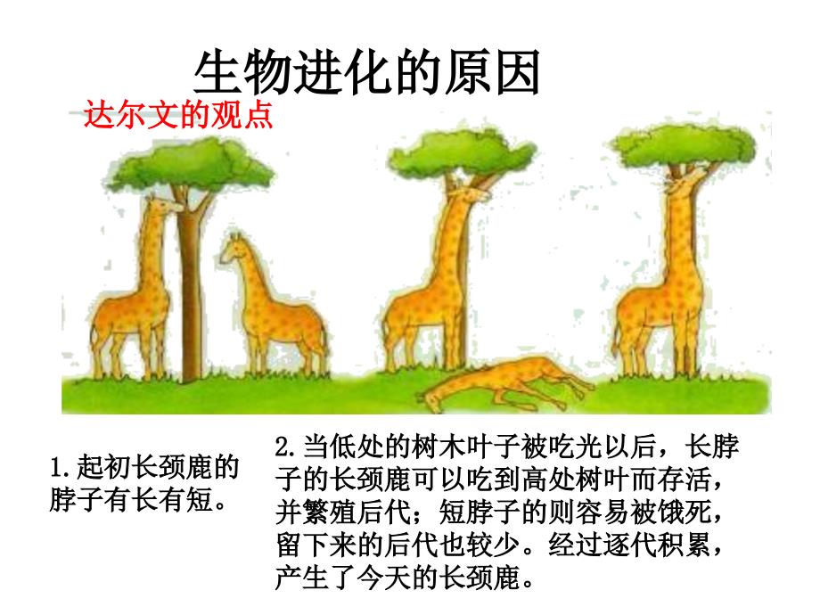 《生物的进化》课件人教版必修_第4页