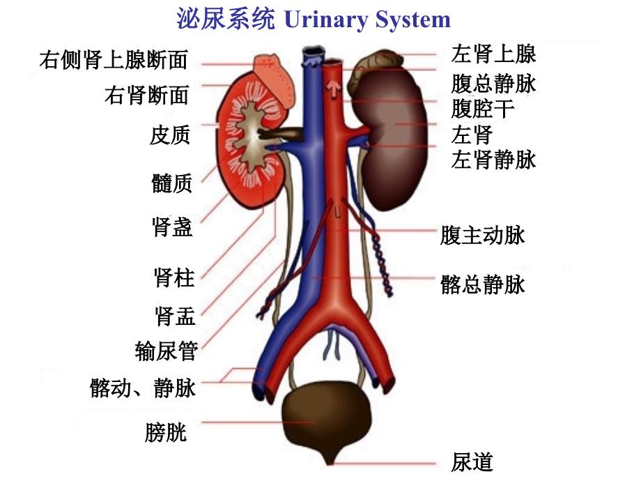 《组织学与胚胎学》课件泌尿系统_第2页