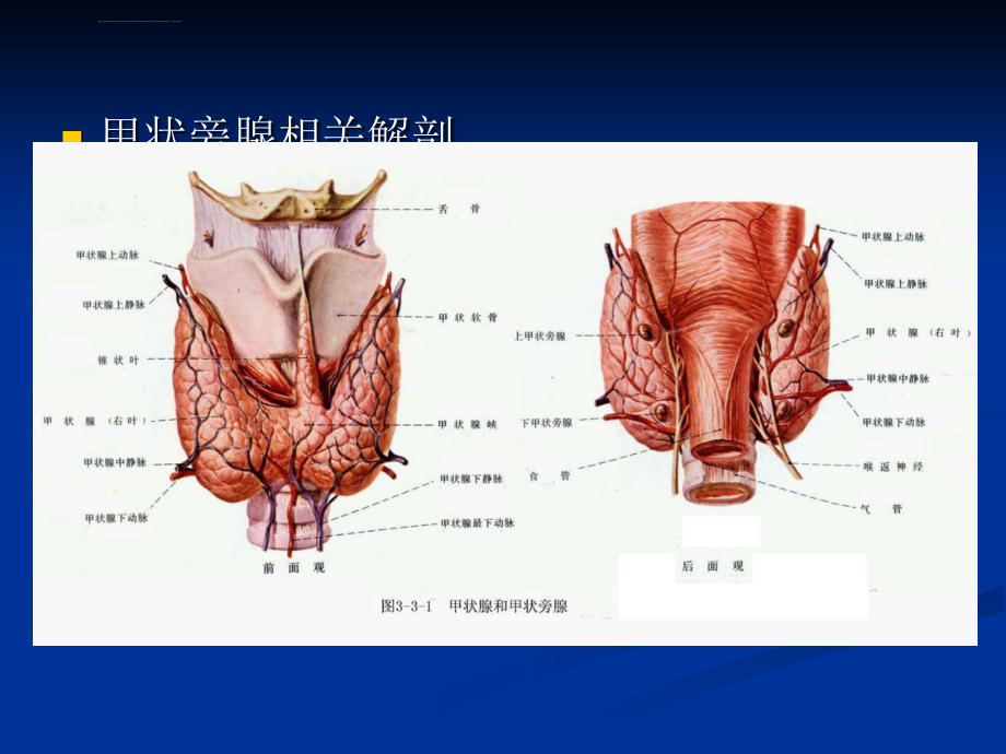 甲状旁腺功能亢进症（配手术实例图）课件_第4页