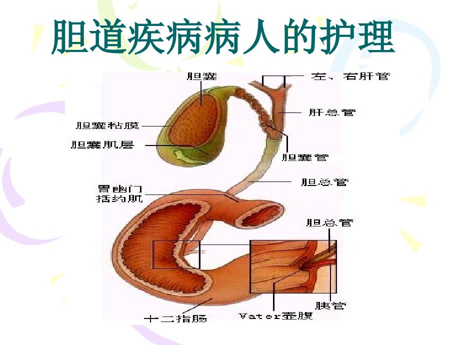 胆道疾病病人护理课件_第1页