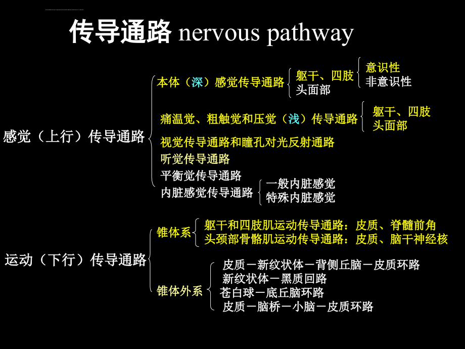 传导路课件_第1页