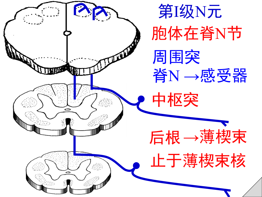 传导路课件_第3页