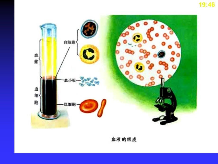 人体解剖生理学第四章血液课件_第5页