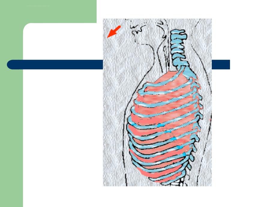 医学课件人体的呼吸_第3页