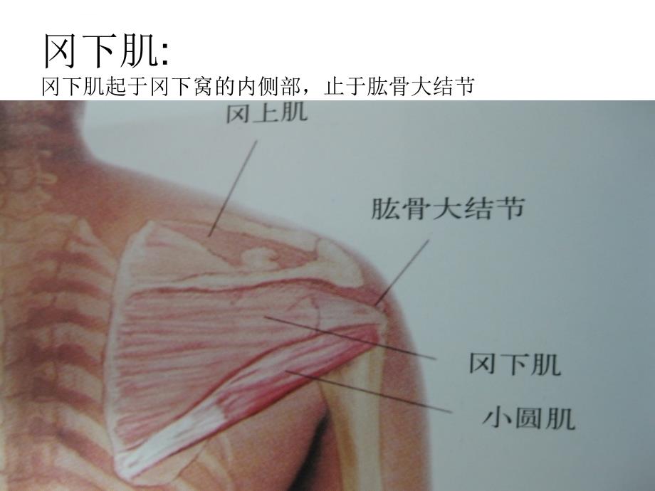 肩臂部肌肉课件_第2页