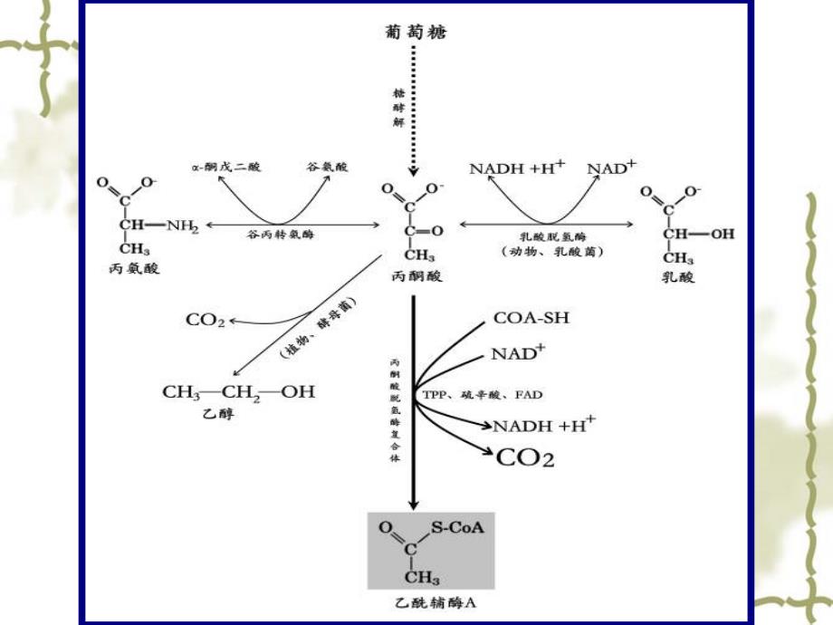 生物化学柠檬酸循环课件_第4页