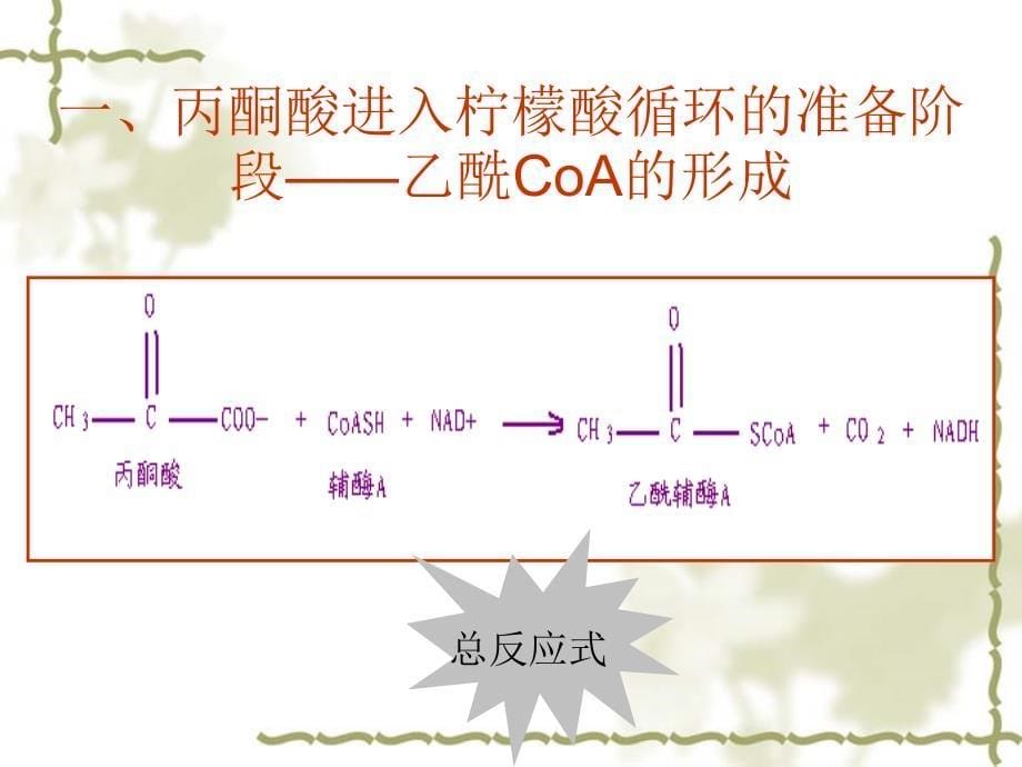 生物化学柠檬酸循环课件_第5页