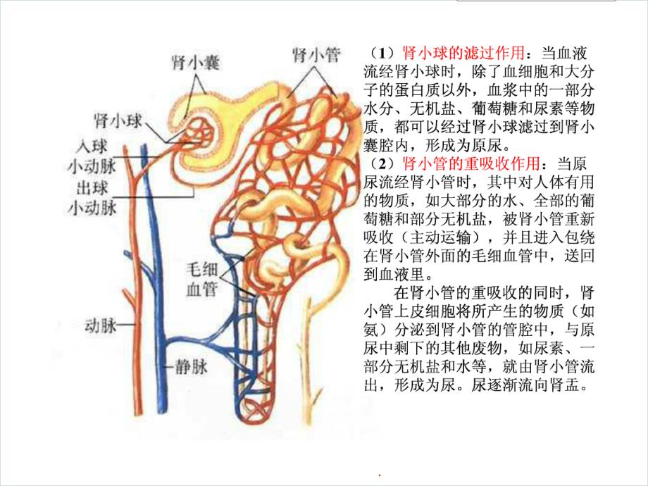 慢性肾脏病护理课件_第4页