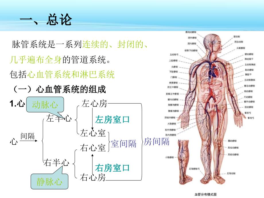 医学课件脉管系统_第2页