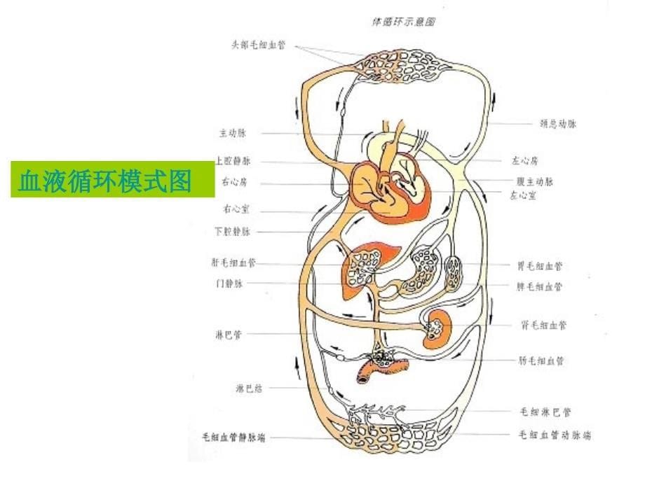 医学课件脉管系统_第5页