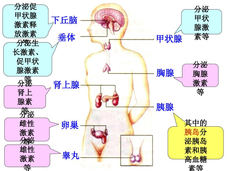 体液调节激素课件_第3页