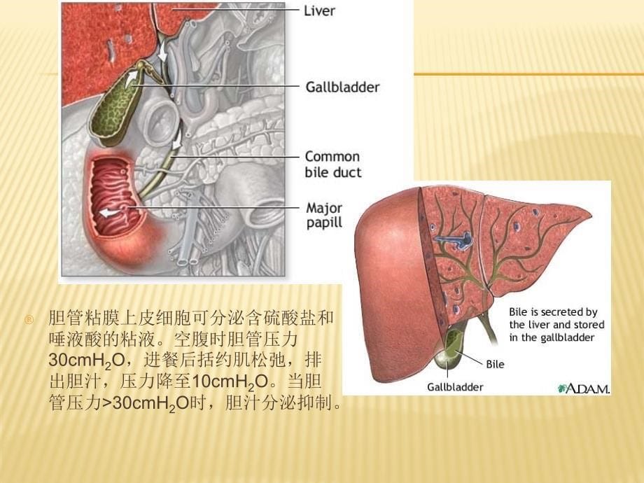 胆道疾病2课件_第5页