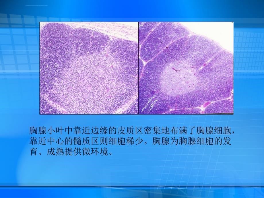 医学课件中枢免疫器官（centrallymphoidorgan）_第5页