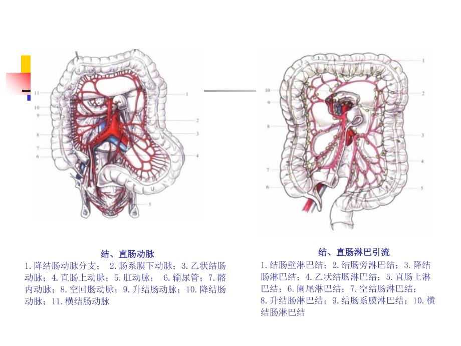 结肠直肠肛管疾病课件_第4页