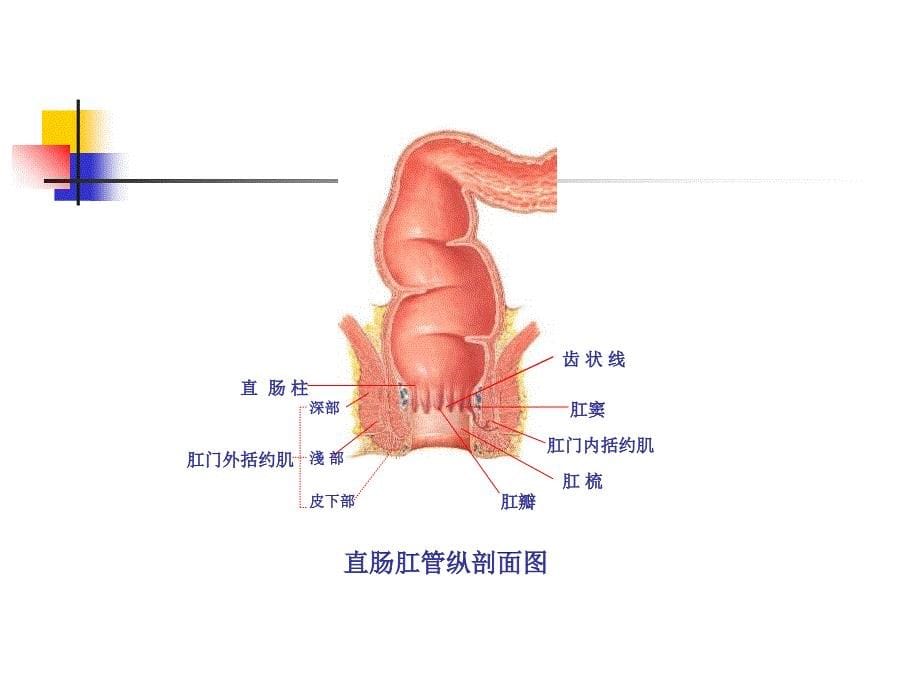 结肠直肠肛管疾病课件_第5页